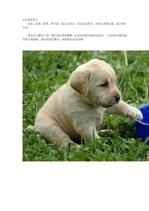 45品种狗狗