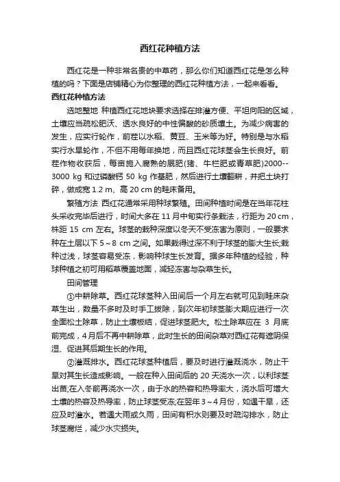 西红花种植方法