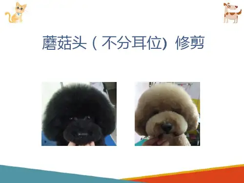宠物犬的美容造型修剪—泰迪装的修剪(宠物美容课件)