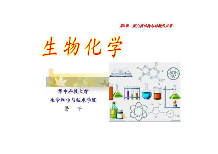 第6章-蛋白质结构与功能的关系