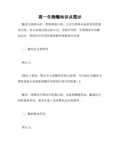 高一生物酶知识点图示