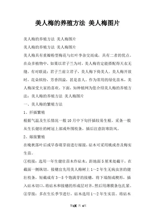 美人梅的养殖方法 美人梅图片