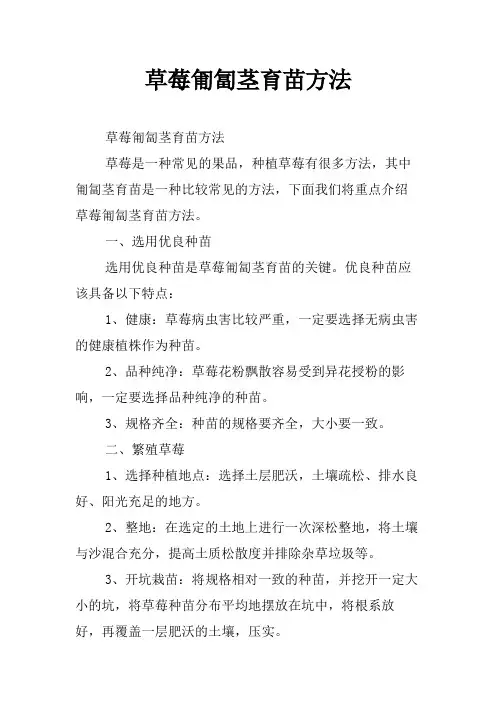 草莓匍匐茎育苗方法