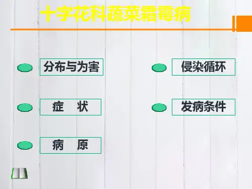 十字花科蔬菜病害课件