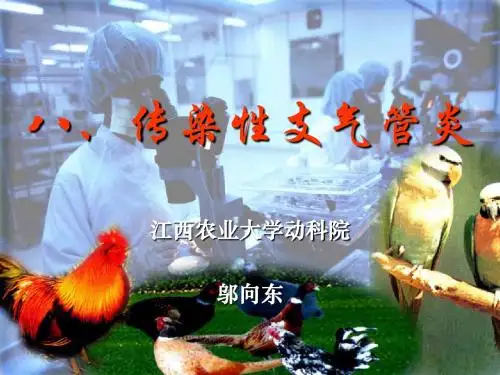 4Q08传染性支气管炎