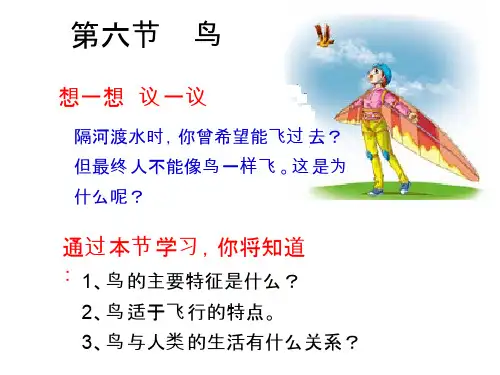 第六节鸟上课课件