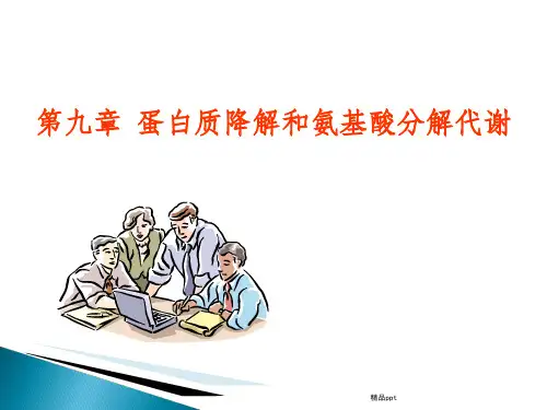 食品生物化学第9章 蛋白质降解和氨基酸分解代谢