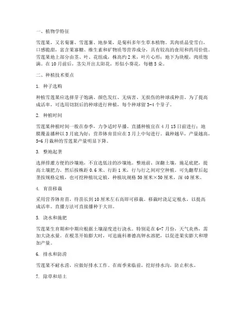 雪莲果种植及管理技术要点
