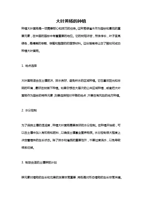 大叶黄杨的种植