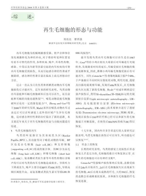再生毛细胞的形态与功能