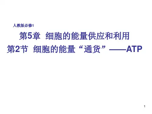 细胞的能量通货ATP优质课ppt课件
