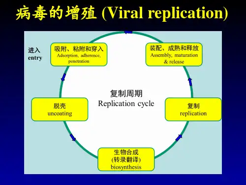 微生物课件13.病毒的增殖1