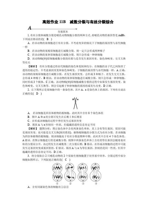 减数分裂与有丝分裂综合练习-2023-2024学年高一下学期生物人教版(2019)必修2