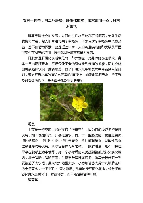 农村一种草，可治疗肝炎、肝硬化腹水，喝水时加一点，肝病不来扰