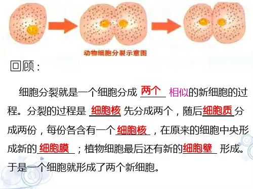 细胞分化形成组织