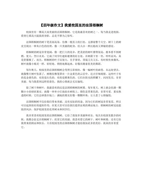 【四年级作文】我爱校园里的法国梧桐树