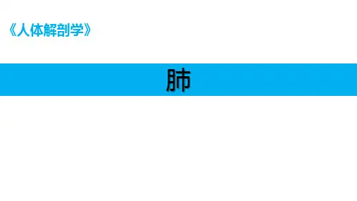 人体解剖学课件：肺