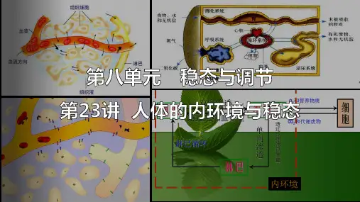 高三一轮复习生物：内环境的稳态课件