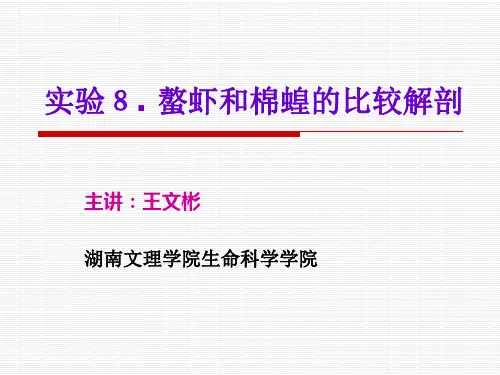 实验8.螯虾与棉蝗的比较解剖