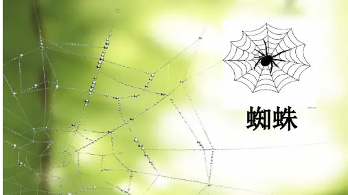 蜘蛛  课件(完美版)ppt