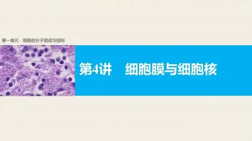【新步步高】2018版浙江高考生物《选考总复习》课件第1单元第4讲细胞膜与细胞核