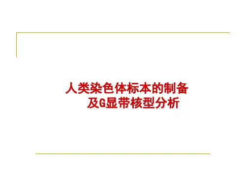 人类染色体标本的制备及G显带核型分析ppt课件(完整版)