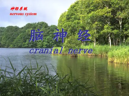脑神经【人体解剖学】  ppt课件