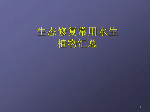 生态修复常用水生植物汇总ppt课件