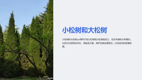 小松树和大松树课件