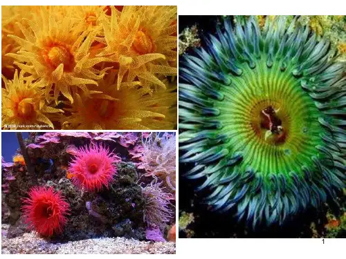 八年级生物上册-腔肠动物和扁形动物幻灯片精品PPT课件