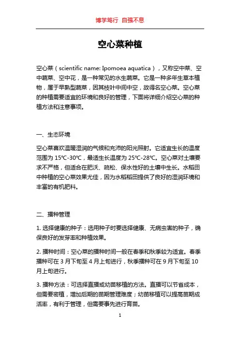 空心菜种植
