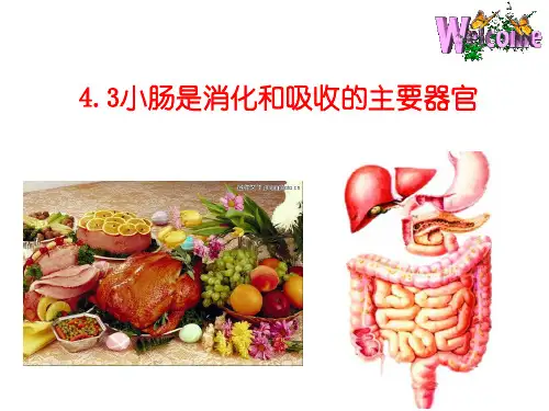 北京2011课标版初中生物七年级上册第四章第三节 人和动物的营养
