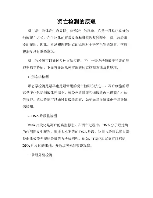 凋亡检测的原理