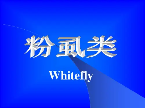 粉虱类(精)