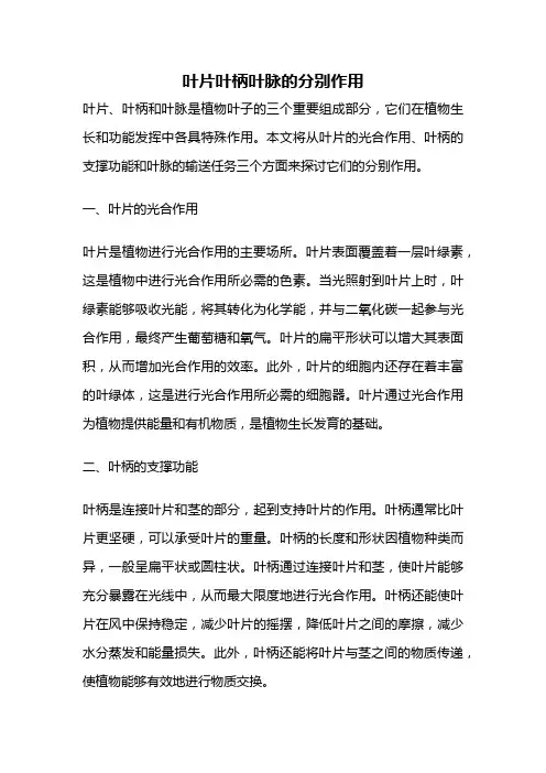 叶片叶柄叶脉的分别作用