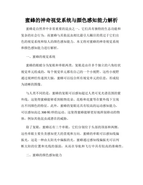 蜜蜂的神奇视觉系统与颜色感知能力解析