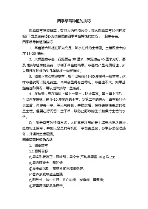 四季草莓种植的技巧