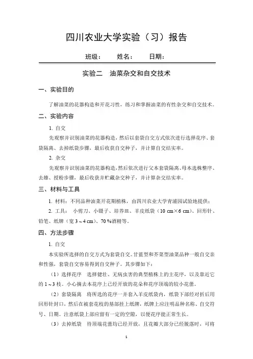 油菜杂交