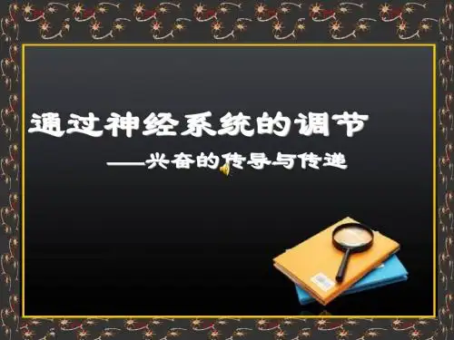高三一轮复习：神经调节2__兴奋的传导与传递
