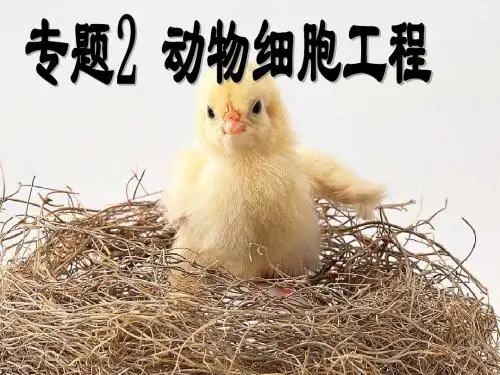 2.2.1动物细胞培养和核移植技术