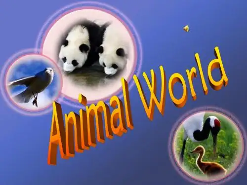 动物世界(英语)PPT