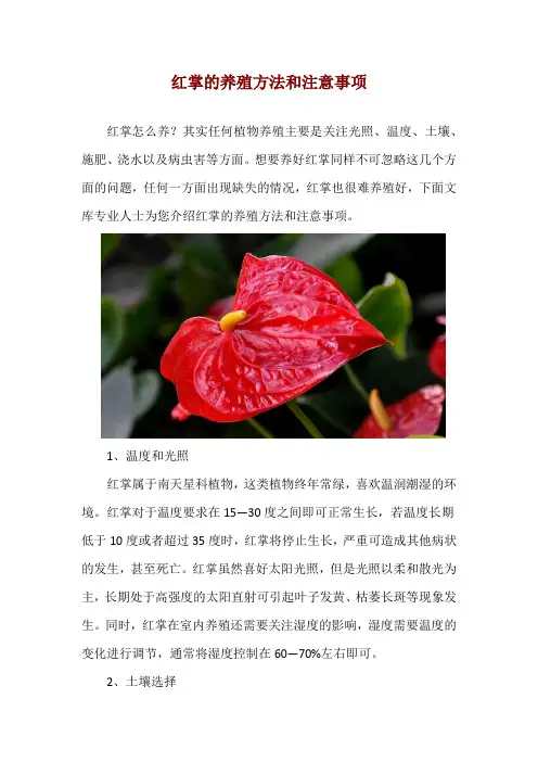 红掌的养殖方法和注意事项