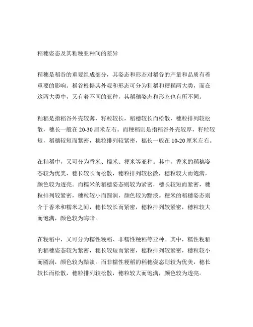 稻穗姿态及其籼粳亚种间的差异