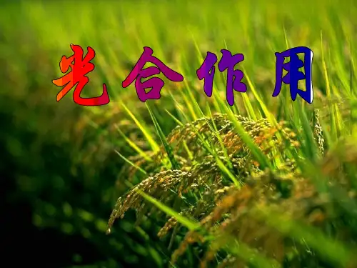 人教版教学课件云南省弥勒县庆来中学2011-2012学年高一生物 光合作用课件(课件)