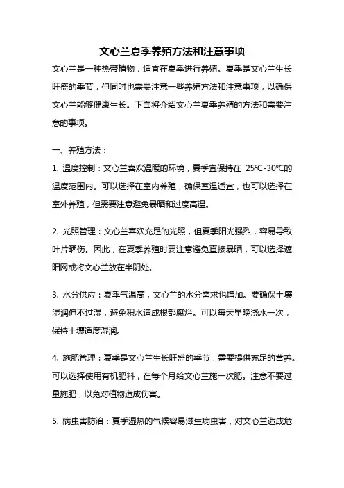 文心兰夏季养殖方法和注意事项