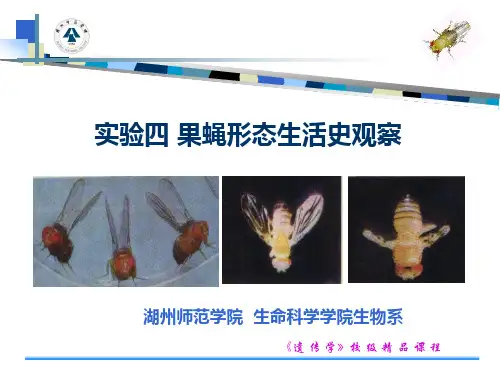 果蝇形态观察