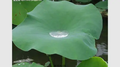 液体  表面张力   毛细现象PPT课件