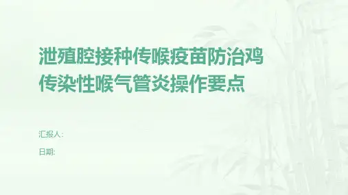 泄殖腔接种传喉疫苗防治鸡传染性喉气管炎操作要点