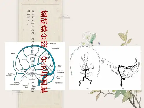 脑动脉分段、分支与图解