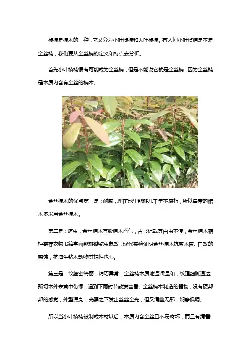小叶桢楠是金丝楠吗